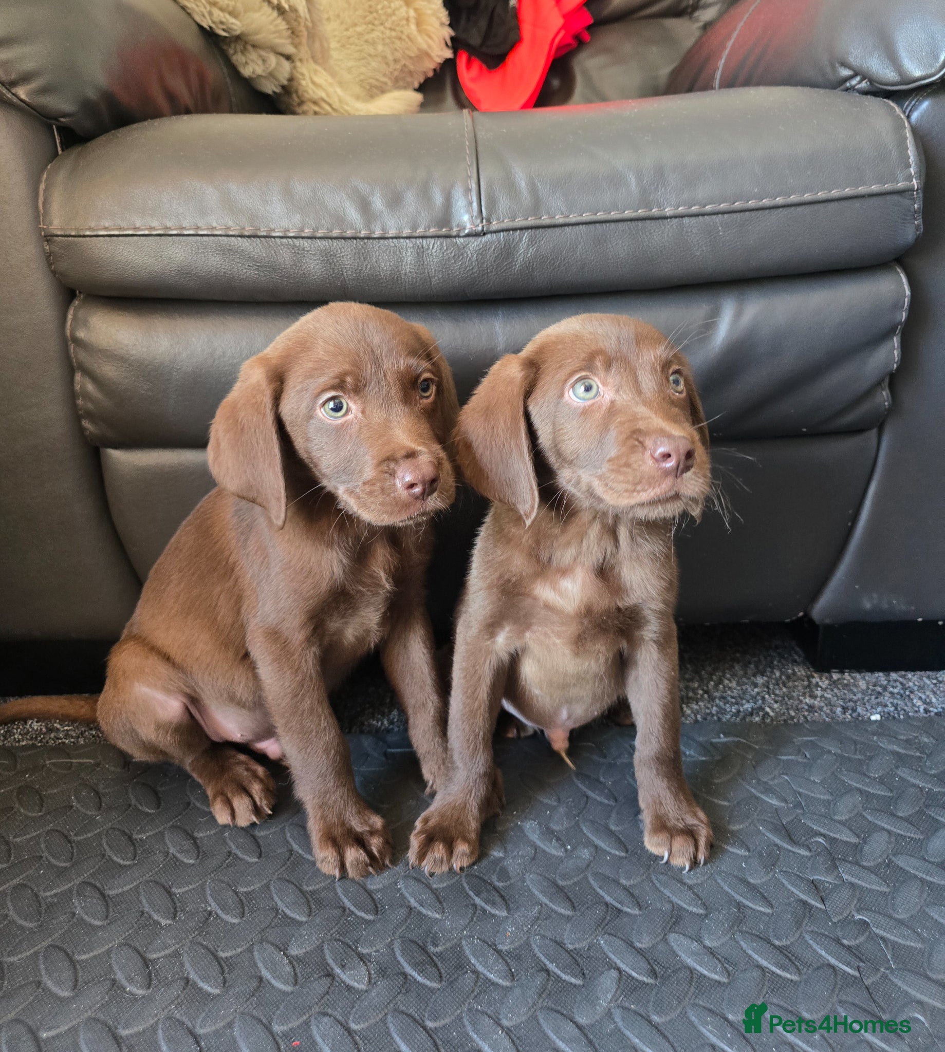 Labrador Retriever dogs 8 Beautiful Chocolate Labrador Puppies - Advert 1