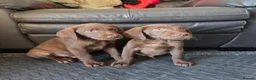 Labrador Retriever dogs for sale: 8 Beautiful Chocolate Labrador Puppies in Ingatestone - Advert 1