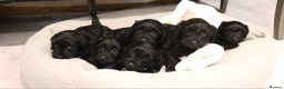 Cockapoo dogs for sale: Beautiful Cockapoos looking for their forever home - Advert 19