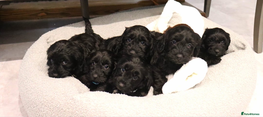 Cockapoo dogs for sale: Beautiful Cockapoos looking for their forever home - Advert 19