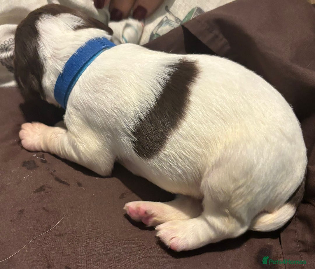 English Springer Spaniel dogs for sale: English Springer Spaniel Pups - Advert 7