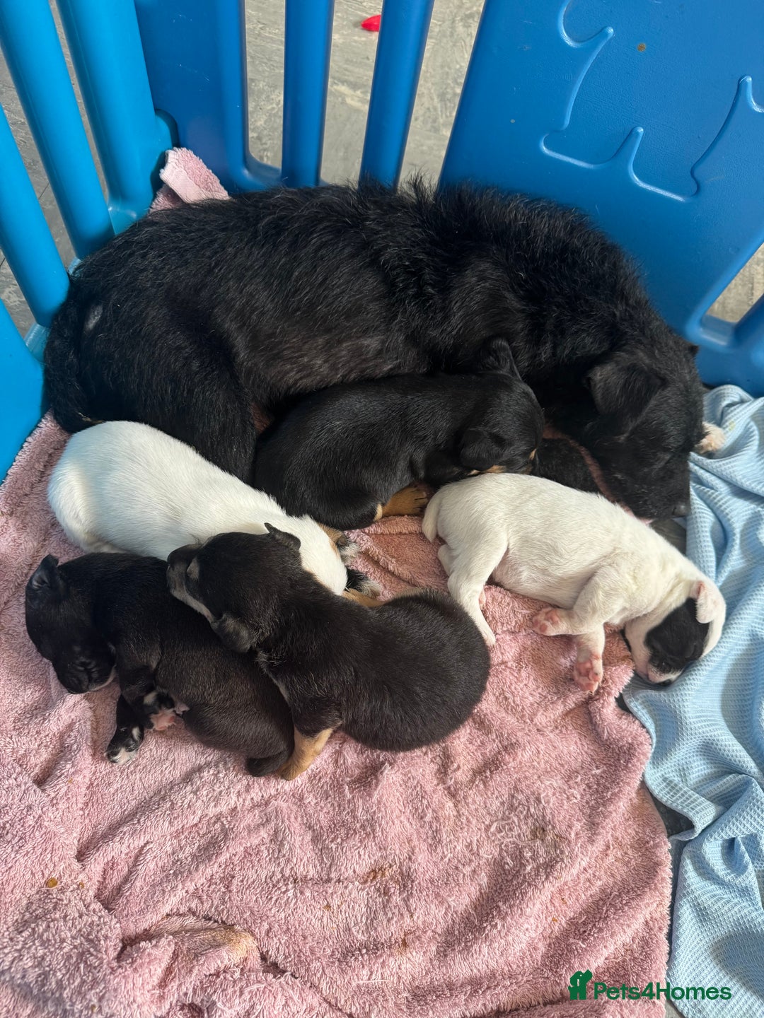 Jack Russell dogs for sale: Jack Russell Pups  - Image 4