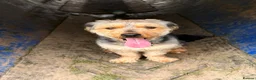 Mixed Breed dogs for sale: Banjo in Goole - Advert 1