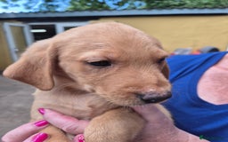 Labrador Retriever dogs for sale: Beautiful boy - Image 3
