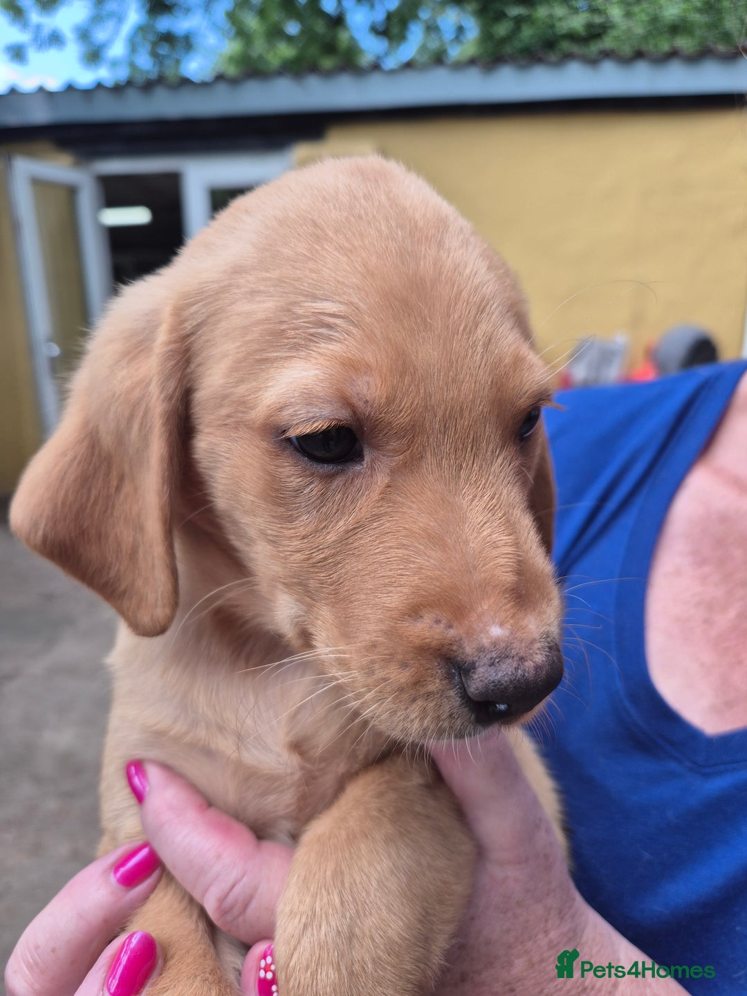 Labrador Retriever dogs for sale: Beautiful boy - Image 3