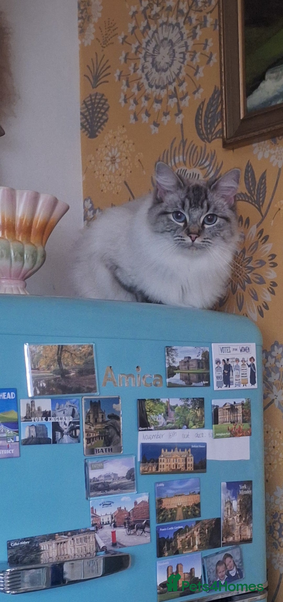 Ragdoll cats for sale: Remarkable Lynx female Ragdoll - Advert 2