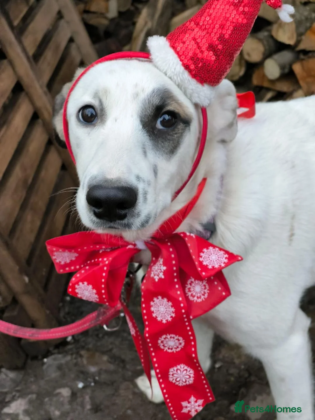 Mixed Breed dogs for adoption: ❤️PLIAMKA❤️8.5-month-old loving and playful girl in Oxford - Advert 18