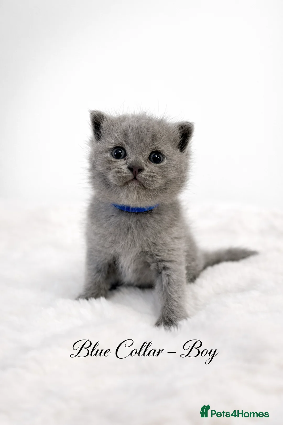 British Shorthair cats for sale: 6 beautiful full British shorthair kittens  - Advert 2