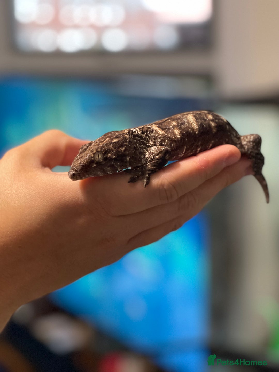 Gecko reptiles for sale: Caledonian giant gecko - Advert 12