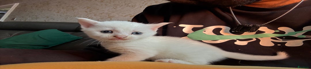 Mixed Breed Kitten 2