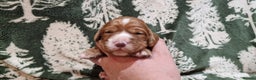 Cocker Spaniel dogs for sale: KC Registered Fox Red Working Cocker Spaniel Pups - Advert 12