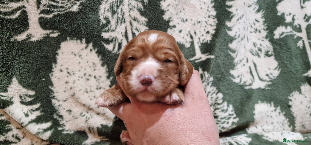Cocker Spaniel dogs for sale: KC Registered Fox Red Working Cocker Spaniel Pups - Advert 12