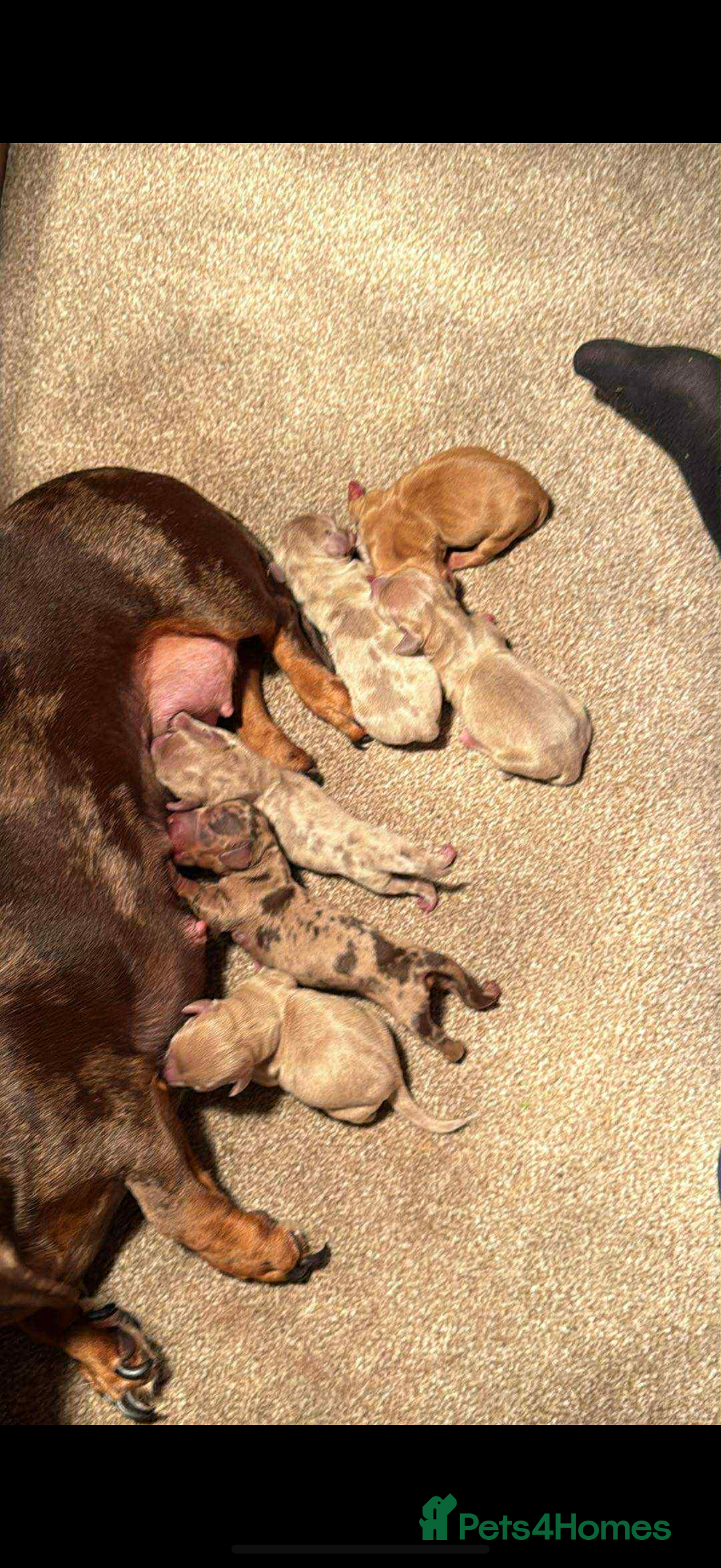 Miniature Dachshund dogs for sale: READY TO LEAVE Rainbow KC Reg Miniature Dachshunds - Image 15