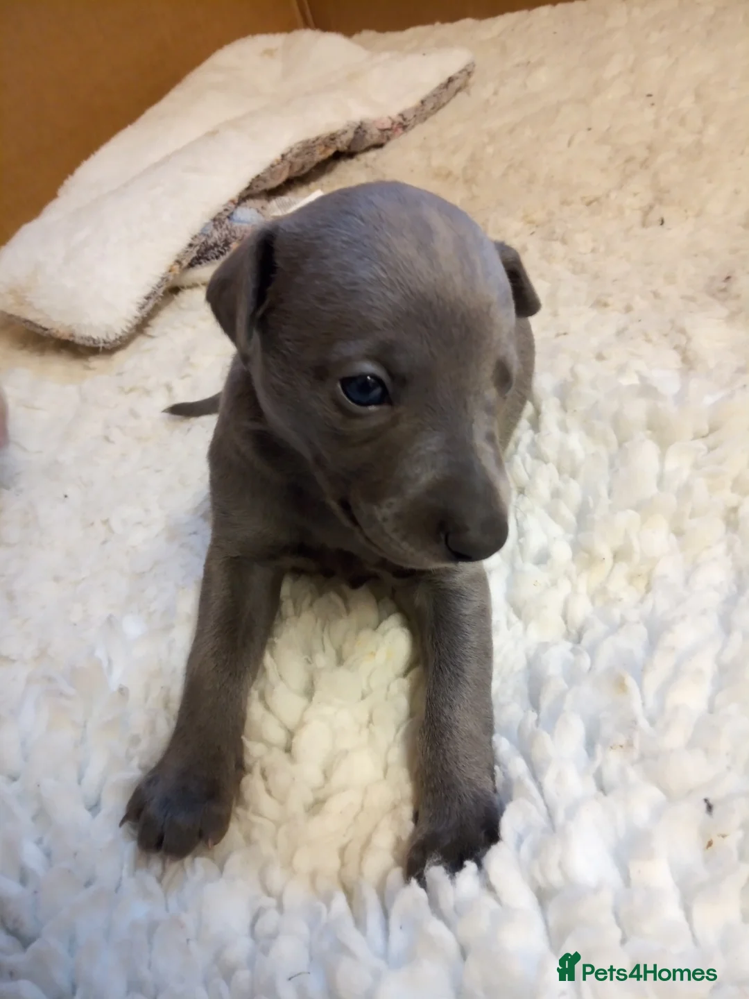 Whippet dogs for sale: Gorgeous kc registered whippet puppies  - Advert 10