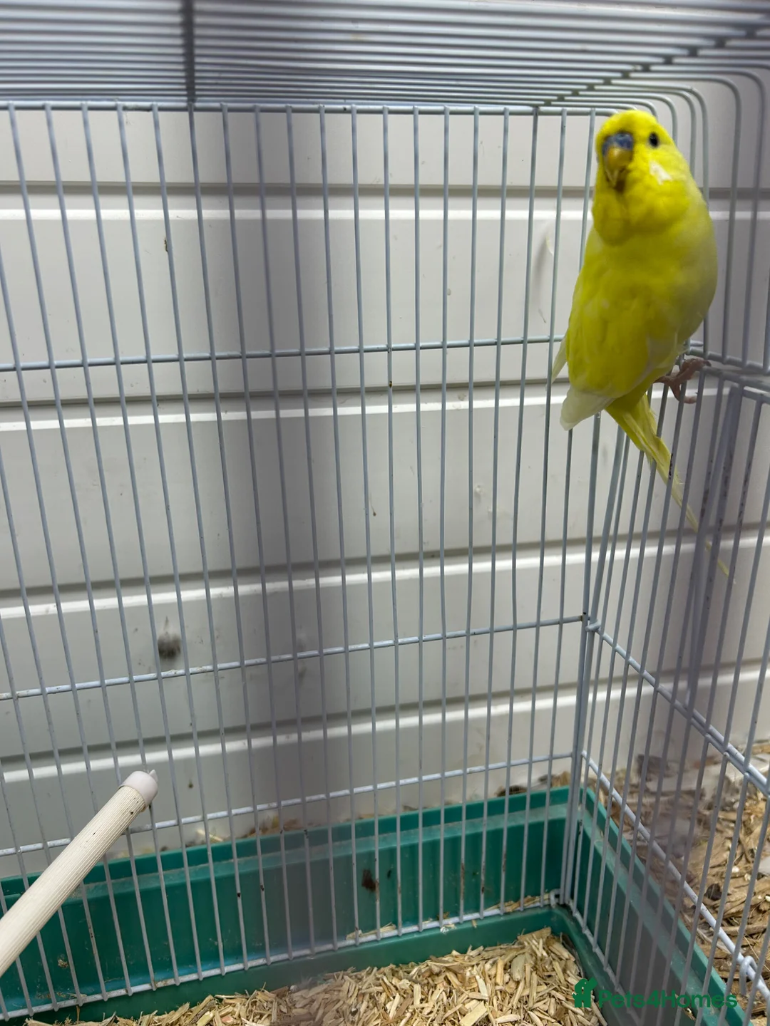 Budgerigars birds for sale: Yellow male budgie in Tipton - Advert 2