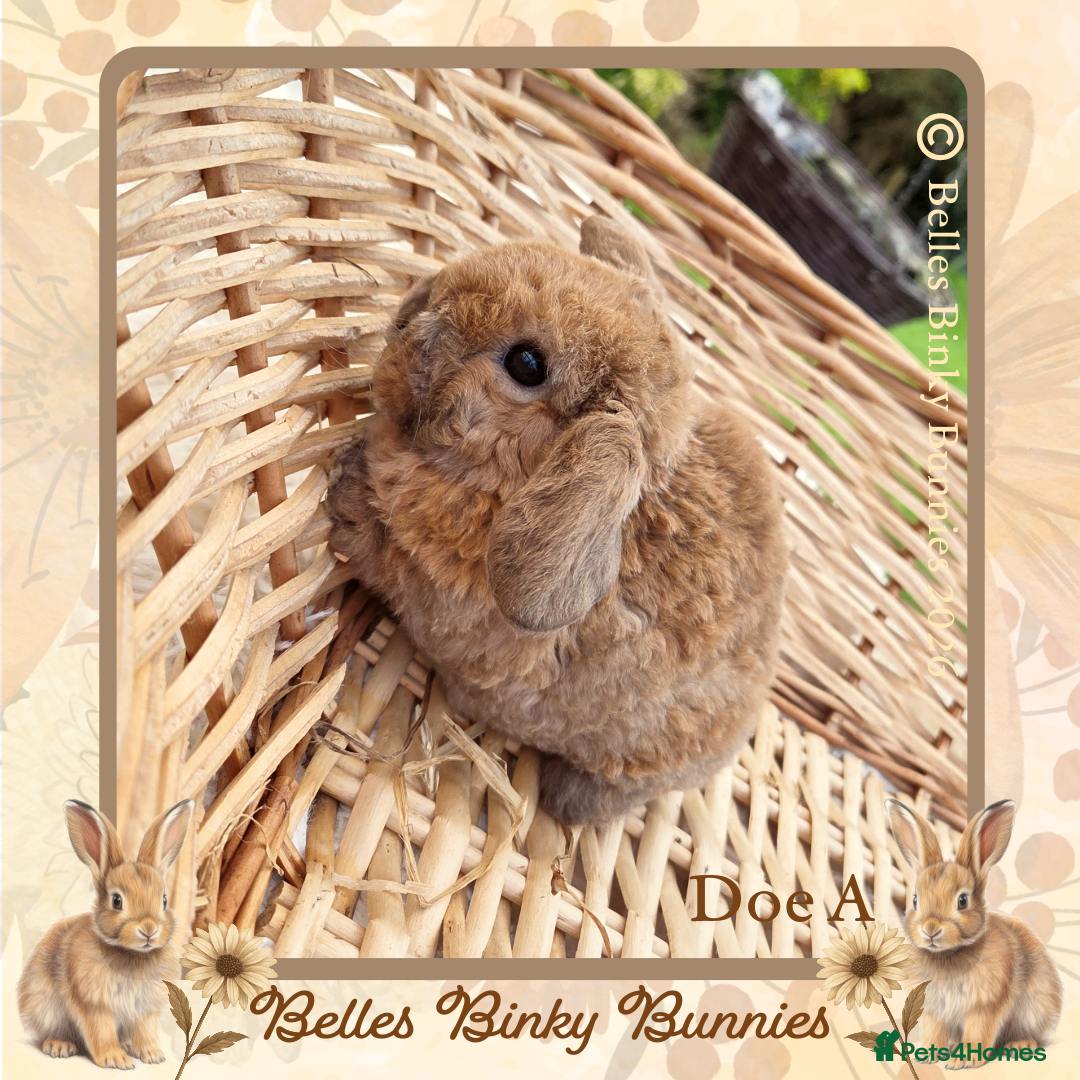 Mini Lop rabbits for sale: 🧡 Rare Stunning Plush Mini Lops 🧡 - Advert 26