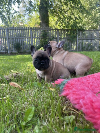 French Bulldog dogs - Advert 6