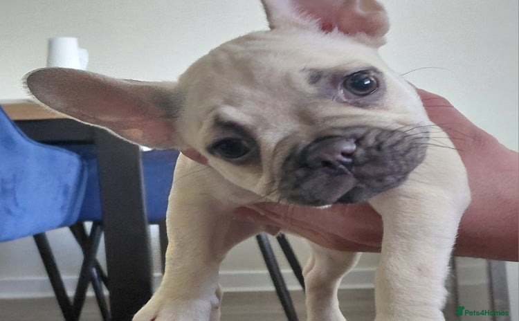 French Bulldog dogs - Advert 3