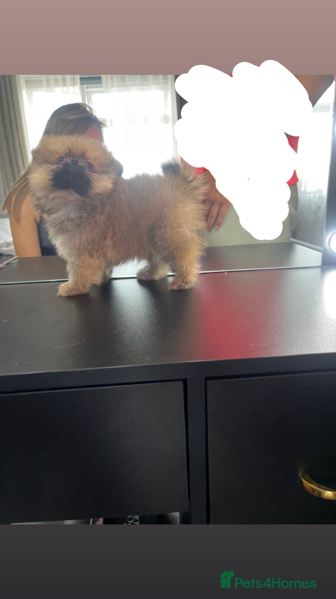 Pomeranian dogs for sale: 3 Stunning Poms - Image 4
