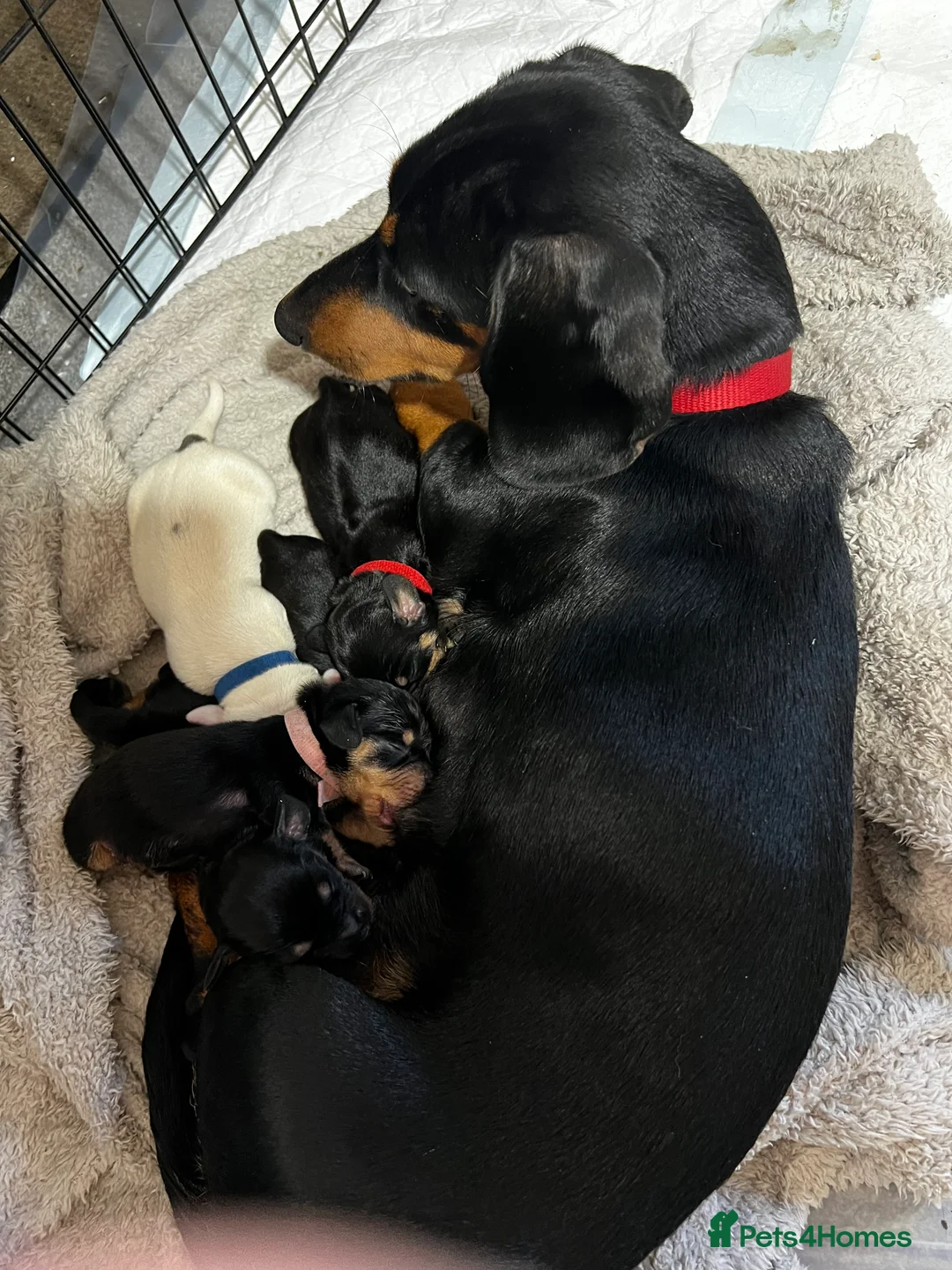 Miniature Dachshund dogs for sale: Miniature Dauchound puppies - Advert 6