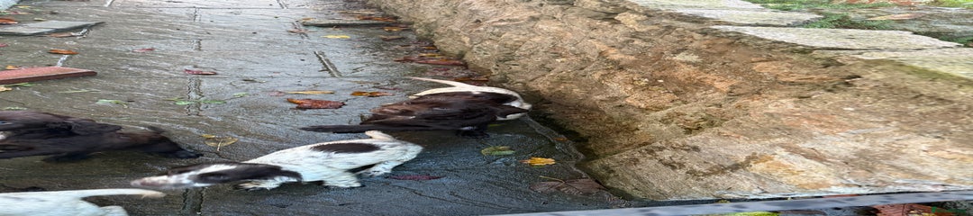 Cocker Spaniel Puppy 4