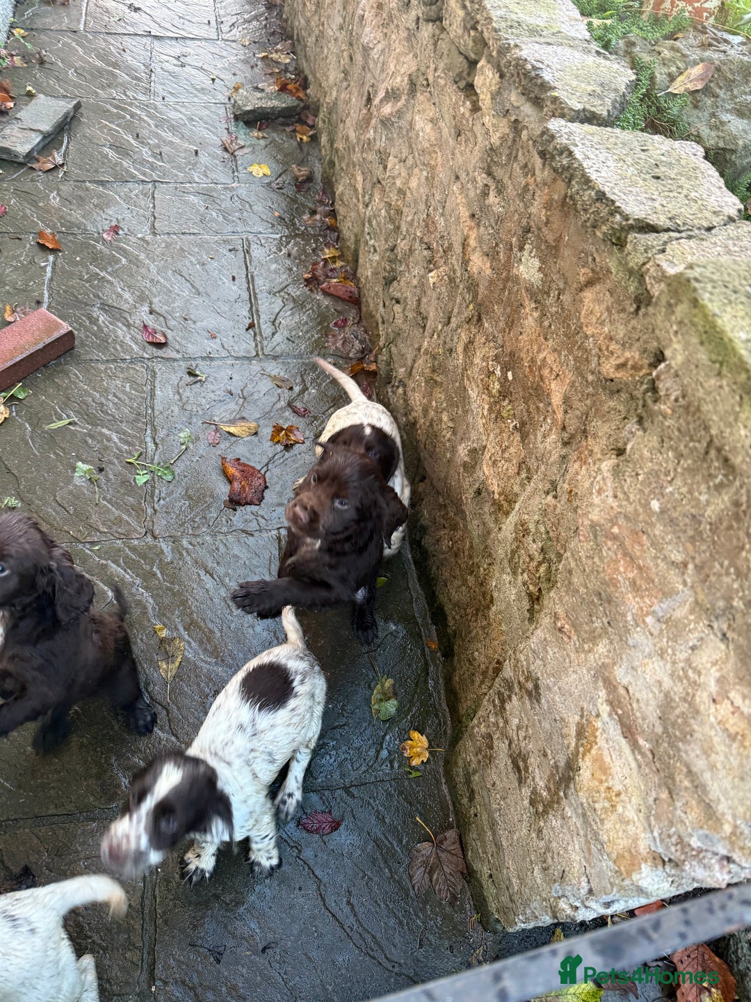 Cocker Spaniel dogs for sale: Loving playful pups - Image 5