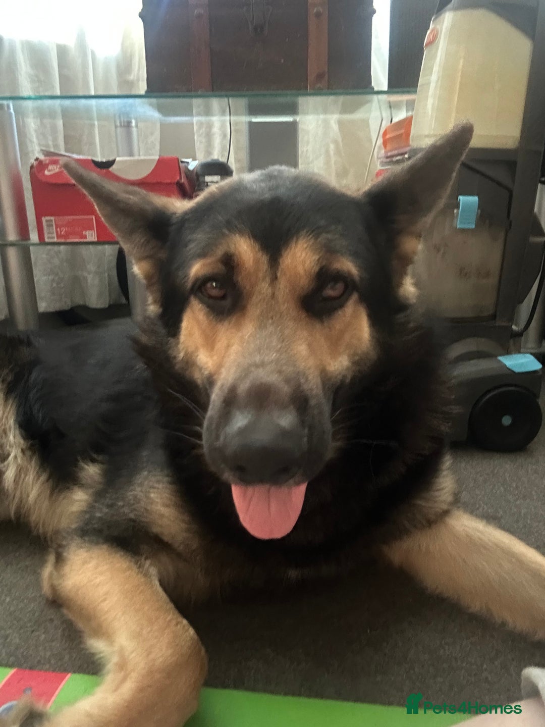 German Shepherd dogs for sale: X1 Full Bred Female German Shepherd Puppy - Advert 2