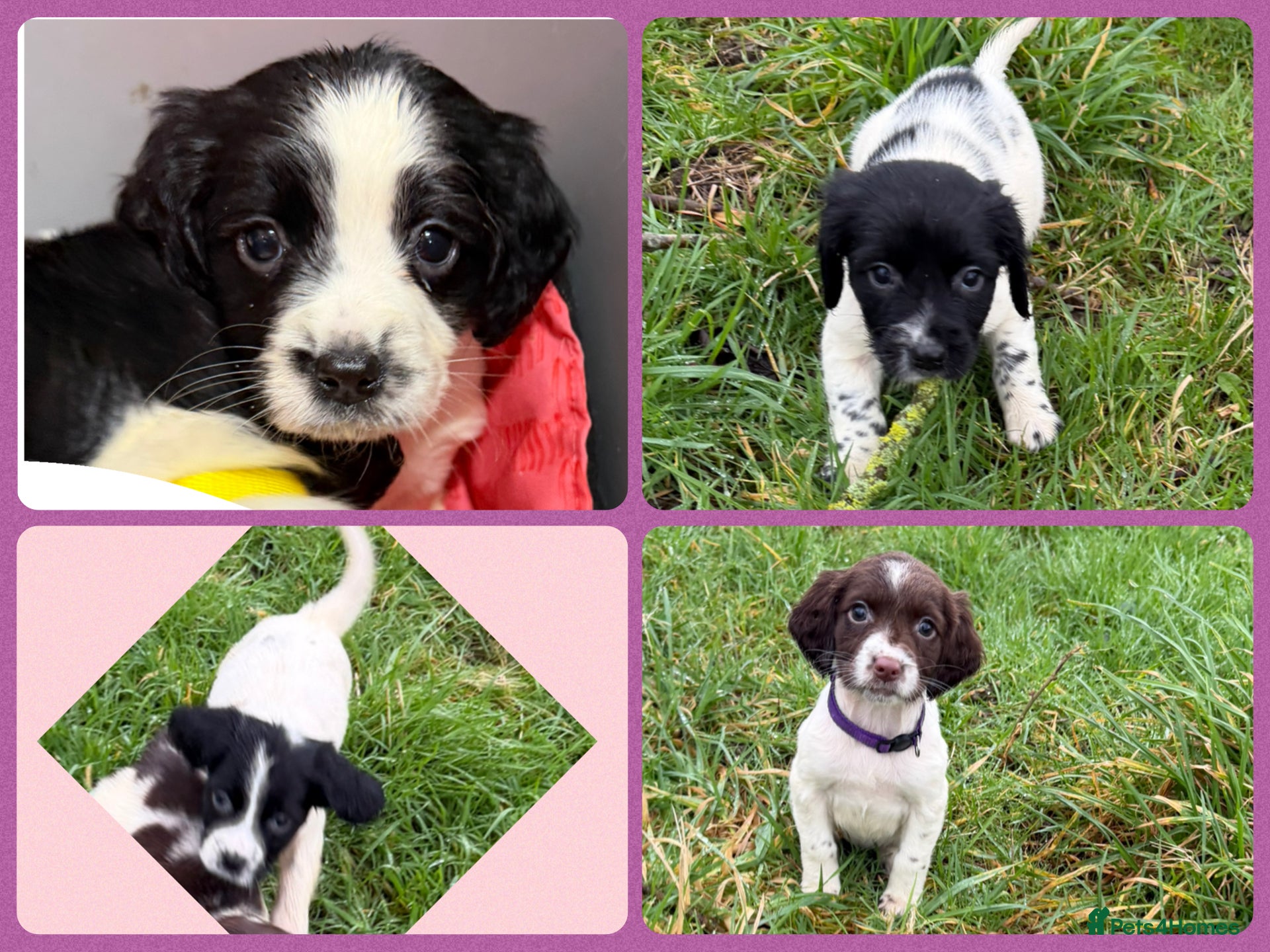 English Springer Spaniel dogs KC Registered English Springer Spaniel Pups - Advert 14
