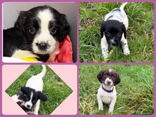 English Springer Spaniel dogs KC Registered English Springer Spaniel Pups - Advert 14
