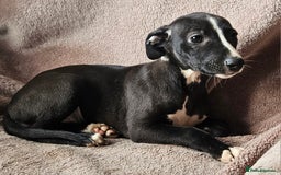 Whippet dogs for sale: **Ready now**KC HEART AND HEALTH TESTED WHIPPETS - Image 8