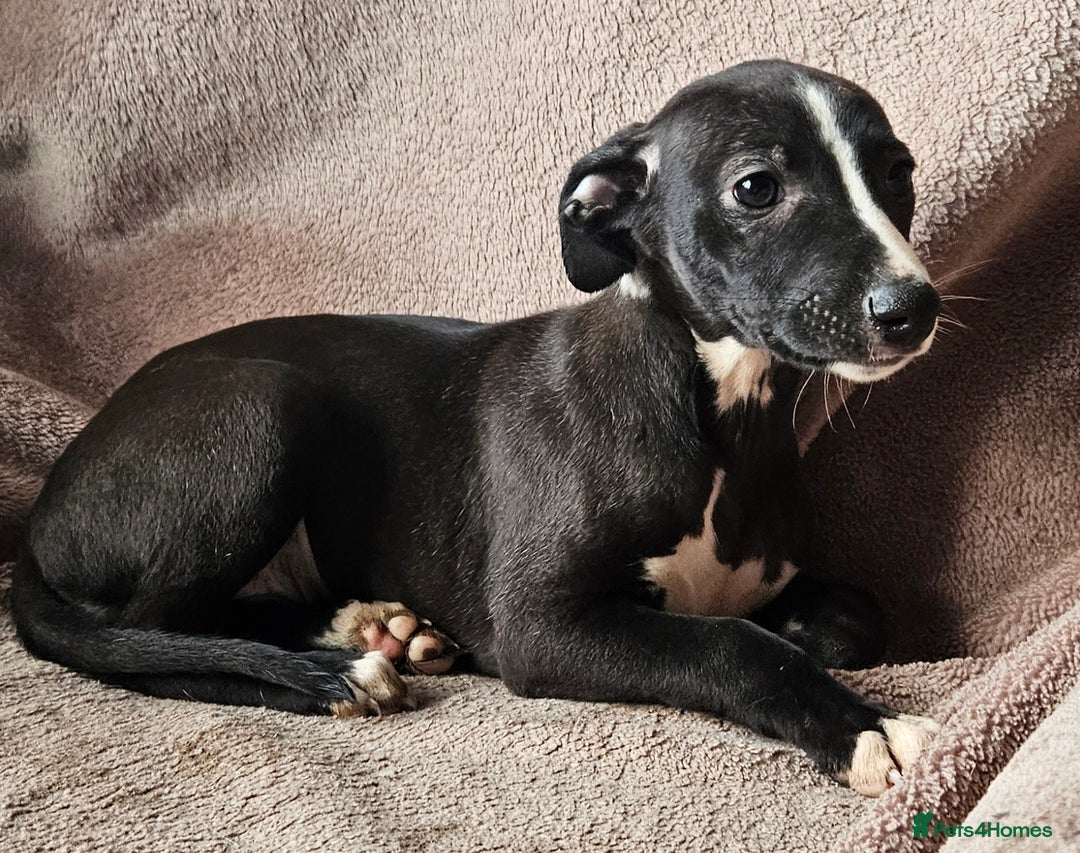 Whippet dogs for sale: **Ready now**KC HEART AND HEALTH TESTED WHIPPETS - Image 8