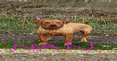 Goldador dogs Goldador  - Advert 3