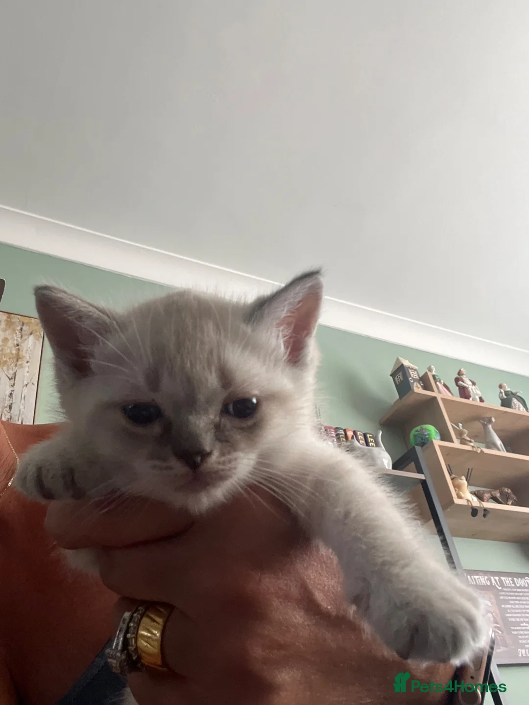 Ragdoll cats for sale: 8 gorgeous ball of fluff Ragdoll kittens for sale  - Advert 2
