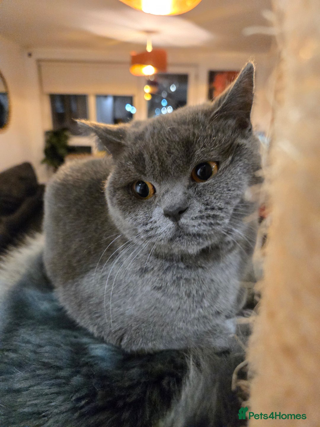 British Shorthair cats for sale: Blue British shorthair 9 months old £400 - Advert 5