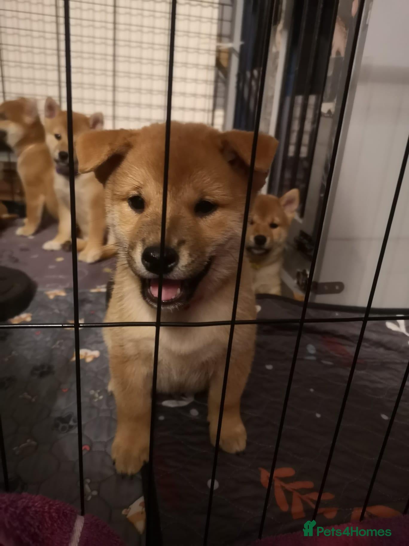 Japanese Shiba Inu dogs *Ready now* 4 gorgeous KC shiba girls! - Advert 17