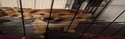 Japanese Shiba Inu dogs for sale: *New price! 3 left* all KC female shiba inus. - Advert 2