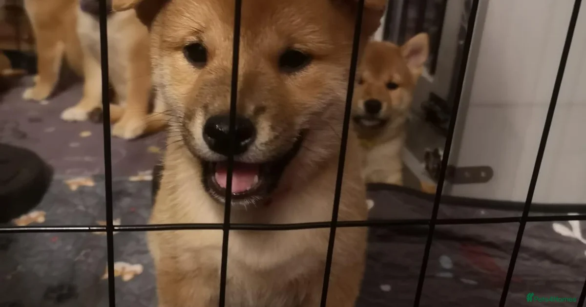 Japanese Script Example Japanese Shiba Inu Puppies for sale in Cardiff, Cardiff | Pets4Homes