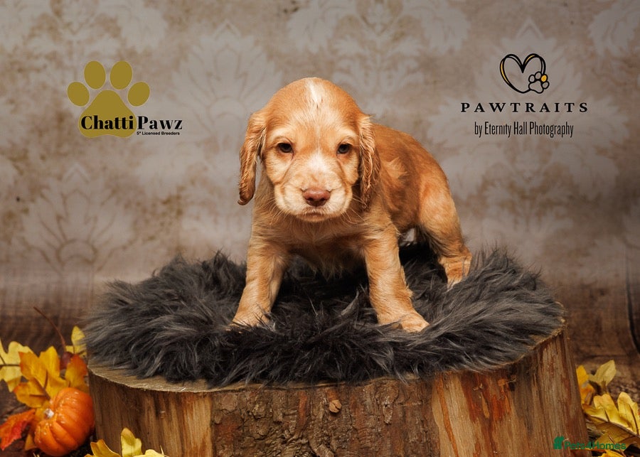 Cocker Spaniel dogs Adorable working cocker spaniels  - Advert 1