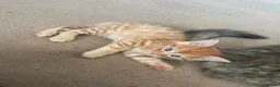 Mixed Breed cats for sale: Gorgeous kittens for sale  - Advert 7