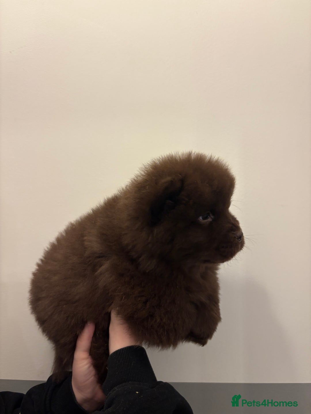 Chow Chow dogs for sale:  🐾 Exclusive Chow Chow Puppies  - Advert 26