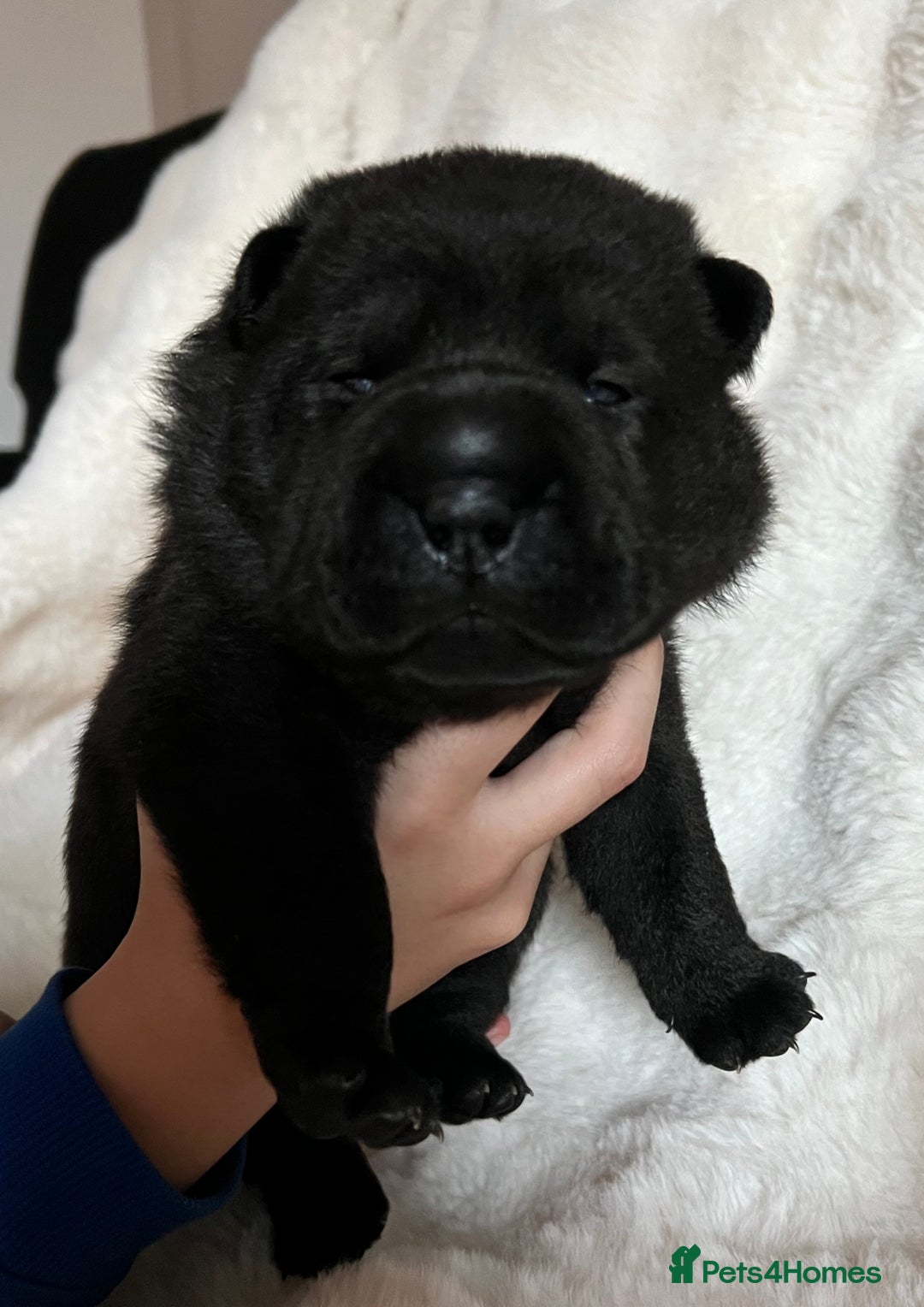 Mixed Breed dogs for sale: ChowPei Pups  - Advert 29