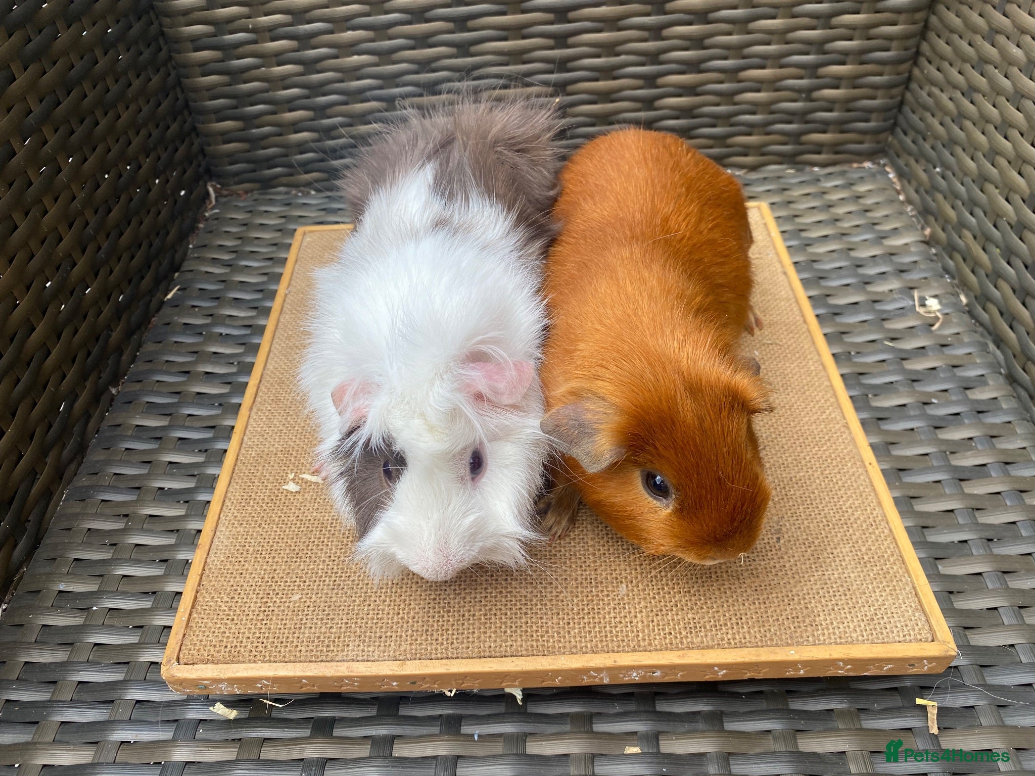 Guinea Pig rodents Bonded pairs of guinea pigs available now - Advert 2