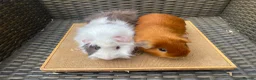 Guinea Pig rodents for sale: Bonded pairs of guinea pigs available now - Advert 2