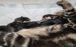 Mixed Breed cats for sale: Ch417dp  - Image 28