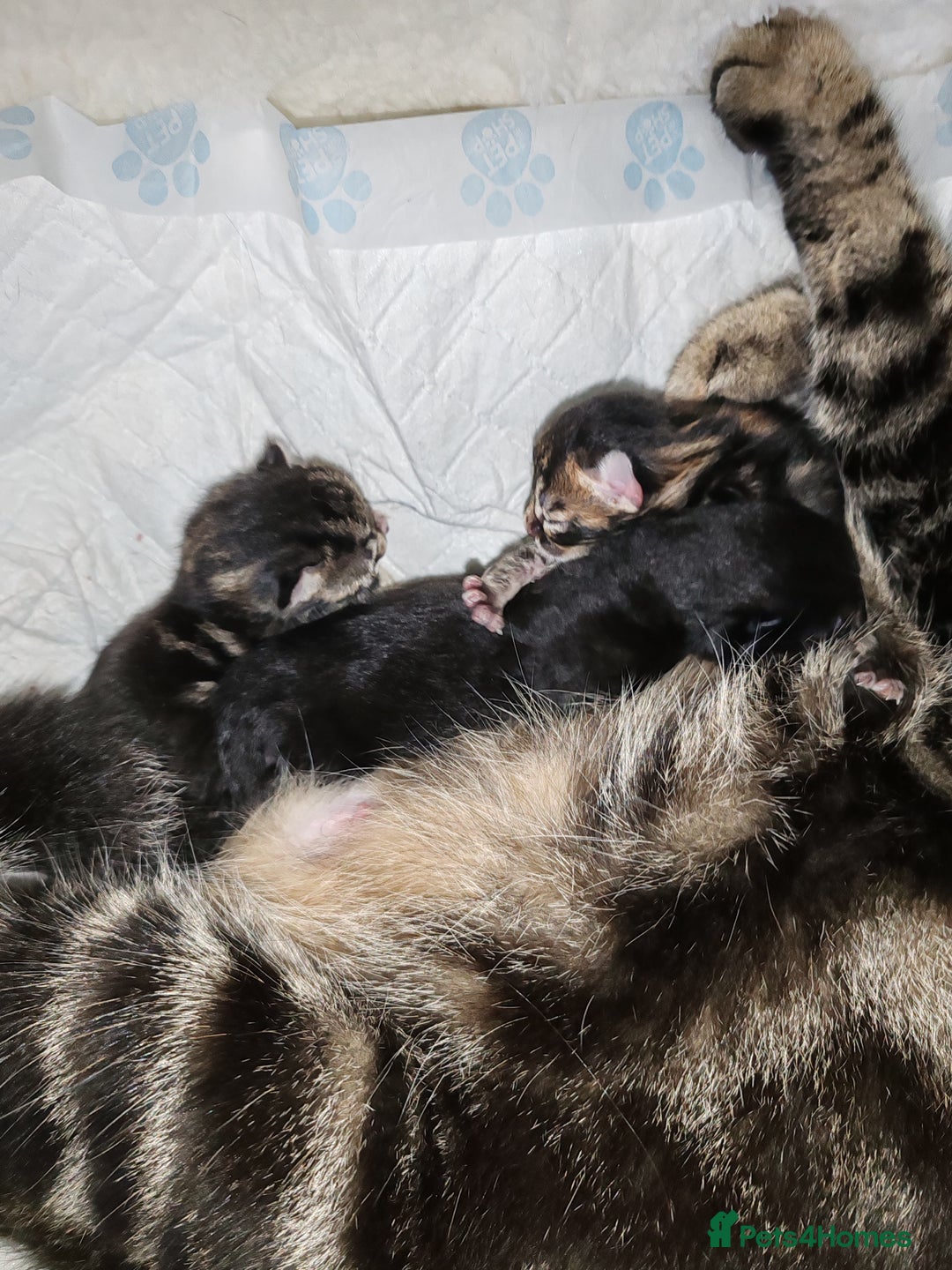 Mixed Breed cats for sale: Ch417dp  - Image 28