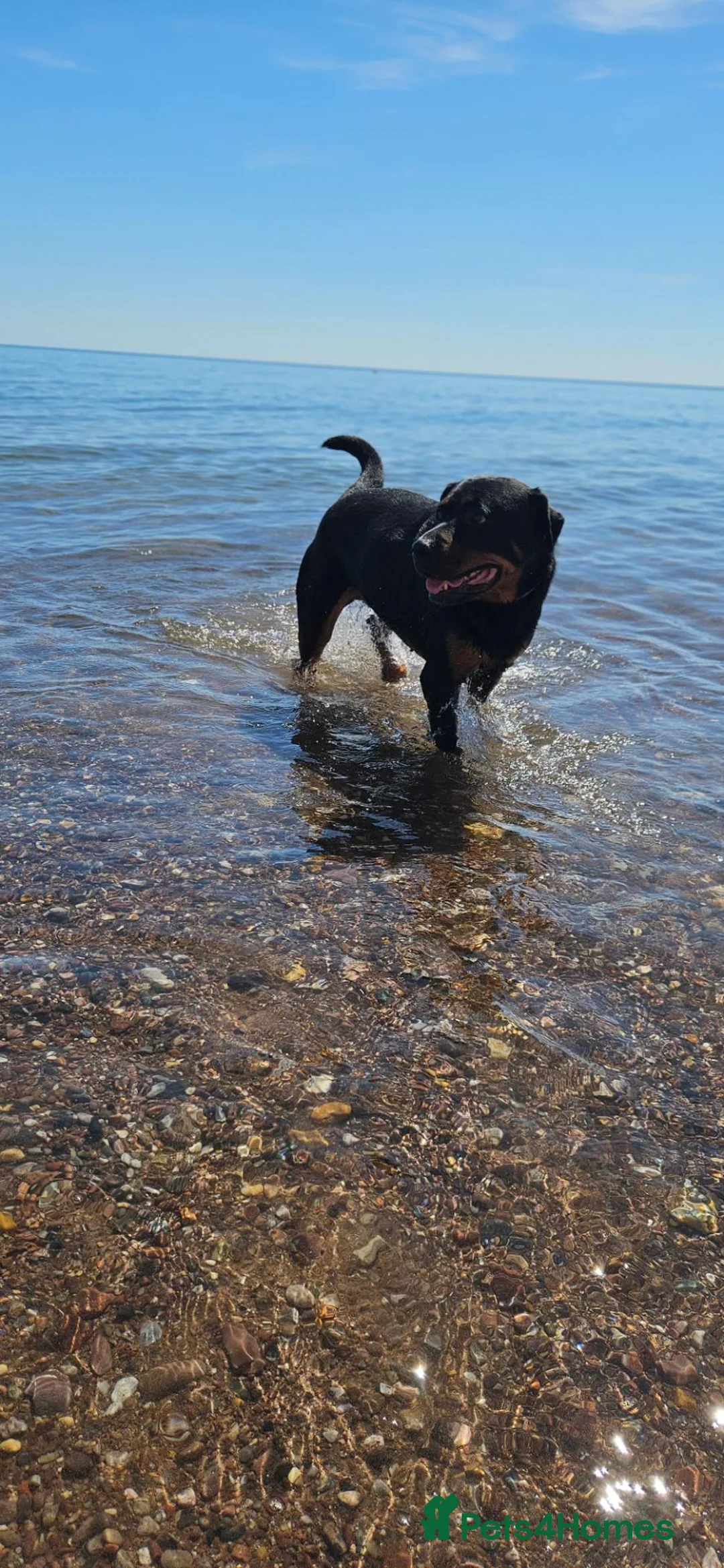 Rottweiler dogs for sale: 5 year old Rottweiller Female in Esher - Advert 2