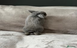 Mini Lop rabbits for sale: Mini lop buck  - Image 3