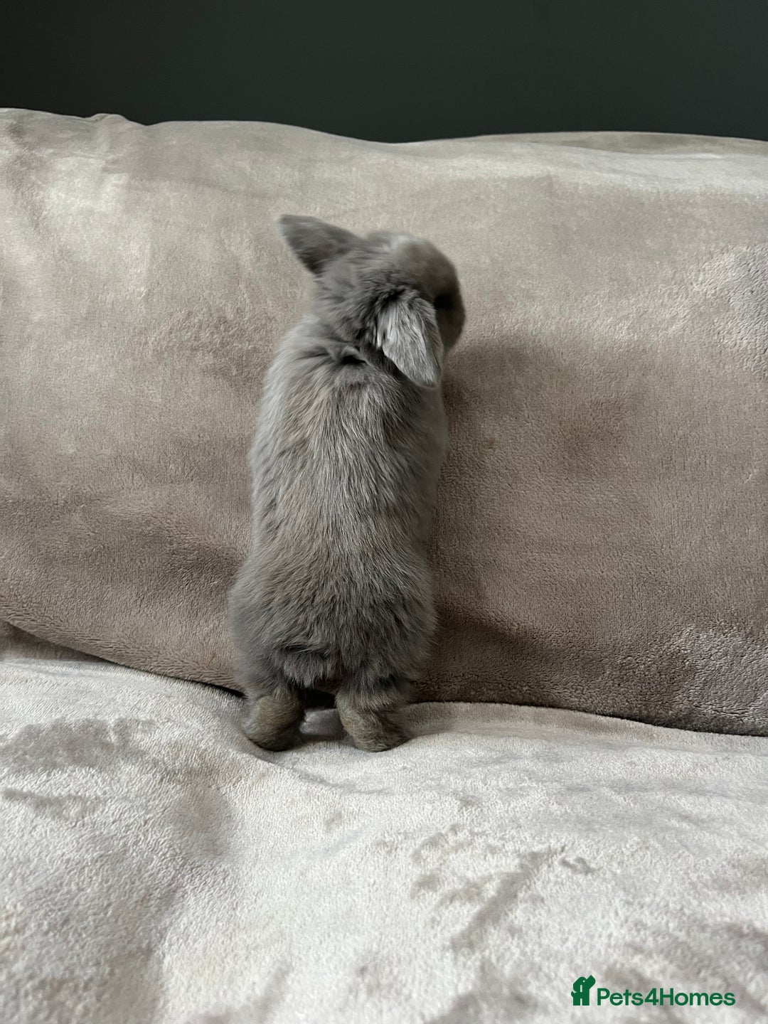 Mini Lop rabbits for sale: Mini lop buck  - Image 3