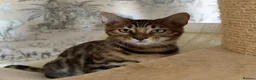 Bengal cats for sale: 🐆Exceptional Pedigree Bengal Kittens 🐆 - Advert 2