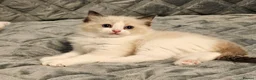 Ragdoll cats for sale: Stunning Ragdoll kittens 😸  - Advert 21
